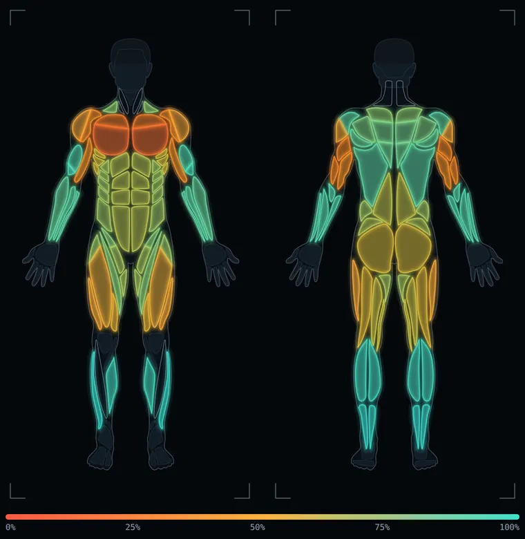 Front and back body map: chest and shoulders fatigued in red and orange, legs recovering in amber, calves and forearms recovered in teal, with a 0 to 100 percent scale.